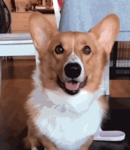 Cute dog GIF